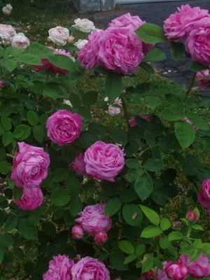 Вьющиеся розы: описание, подвязка и обрезка - Проект "Цветочки" - для цветоводов начинающих и профессионалов