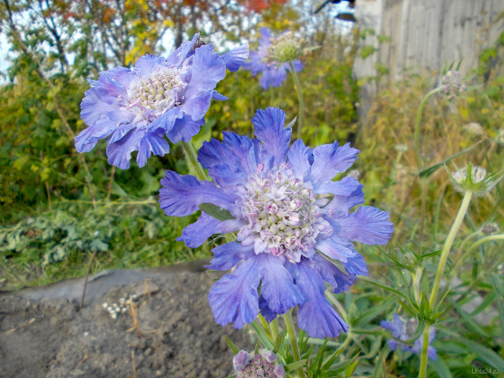 Цветок "скабиоза": фото, выращивание из семян, посадка и уход
