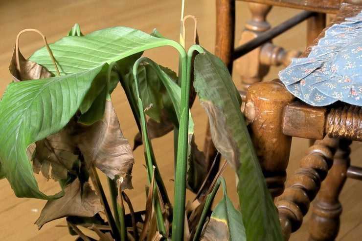 Почему сохнут кончики листьев у комнатных растений: причины