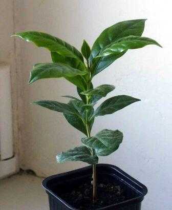 Комнатное растение кофе: особенности выращивания, уход и размножение