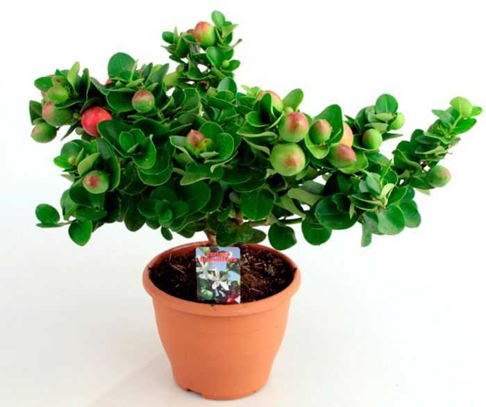 Карисса – декоративное растение с тонким ароматом, довольно неприхотливое в уходе, создание для него оптимальных условий температуры, полива, освещения не будет