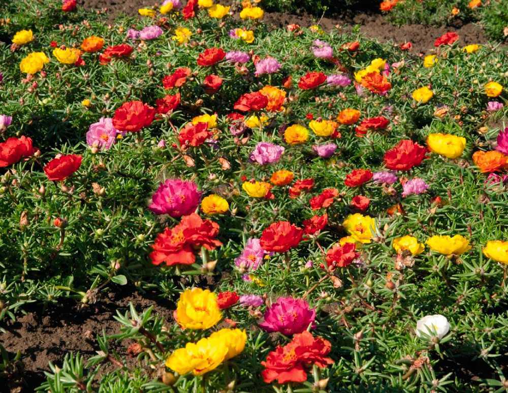 Нежные цветы портулака могут украсить любой сад своими яркими красками Как правильно посадить и вырастить это замечательное растение Как защитить от вредных