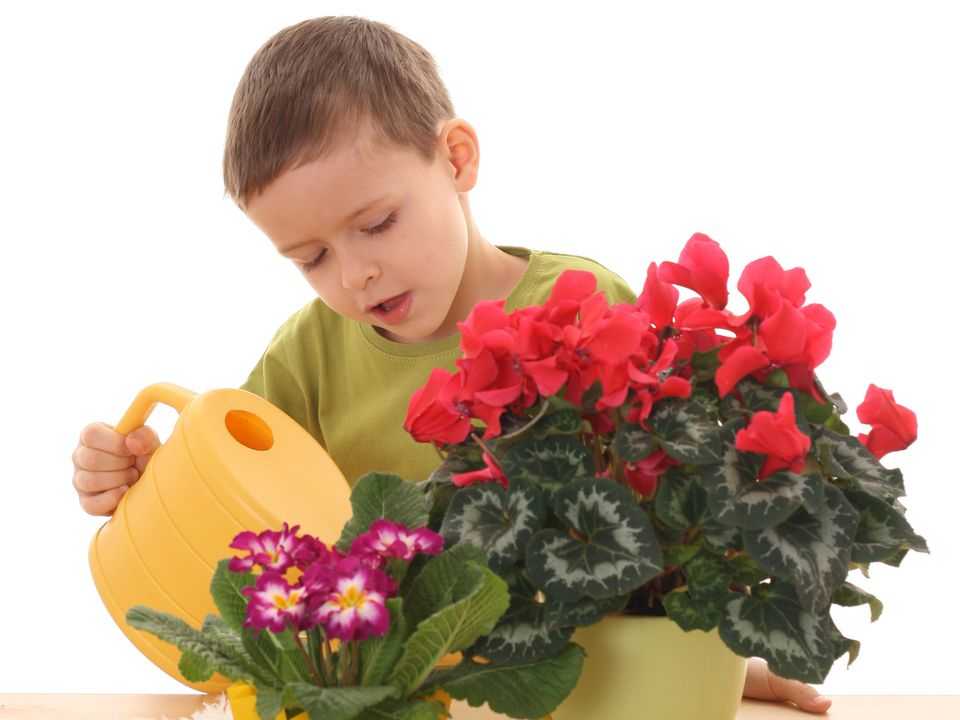 Присутствие зеленых растений в детской комнате, тем более в условиях современных квартир, обязательно, так как они собирают пыль, успокаивают ребенка, наполняют комнату приятным ароматом, да и просто создают нужный микроклимат