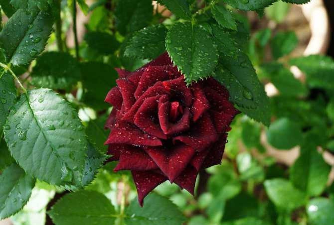 Как высаживать розу сорта «черная магия», советы опытных садоводов по уходу и подготовке растения к зиме
