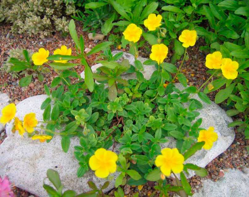 Солнцецвет каменный цветок: посадка и выращивание из семян