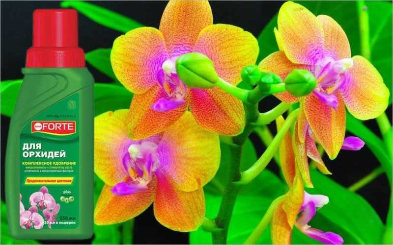 Удобрение бона форте для орхидей: инструкция по применению тоника и концентрированного препарата серий 1 "красота" и 2 "здоровье", а также отзывы и способы предосторожности
