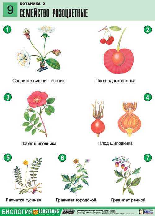 Кровохлебка: фото, описание, виды и сорта растения, выращивание цветка, посадка и уход в саду