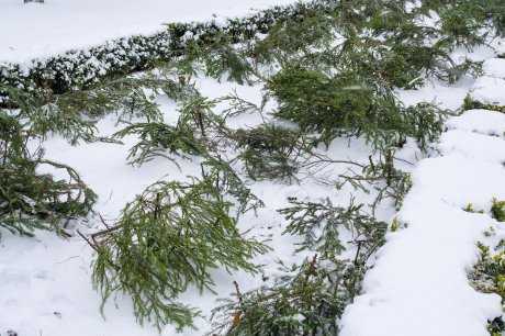 Как укрыть растения на зиму: способы и материалы