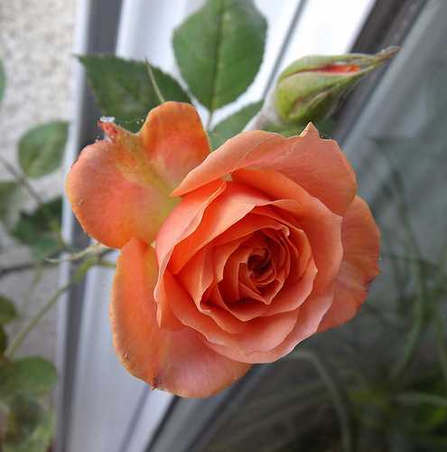 Роза в горшке: уход за комнатным цветком в домашних условиях