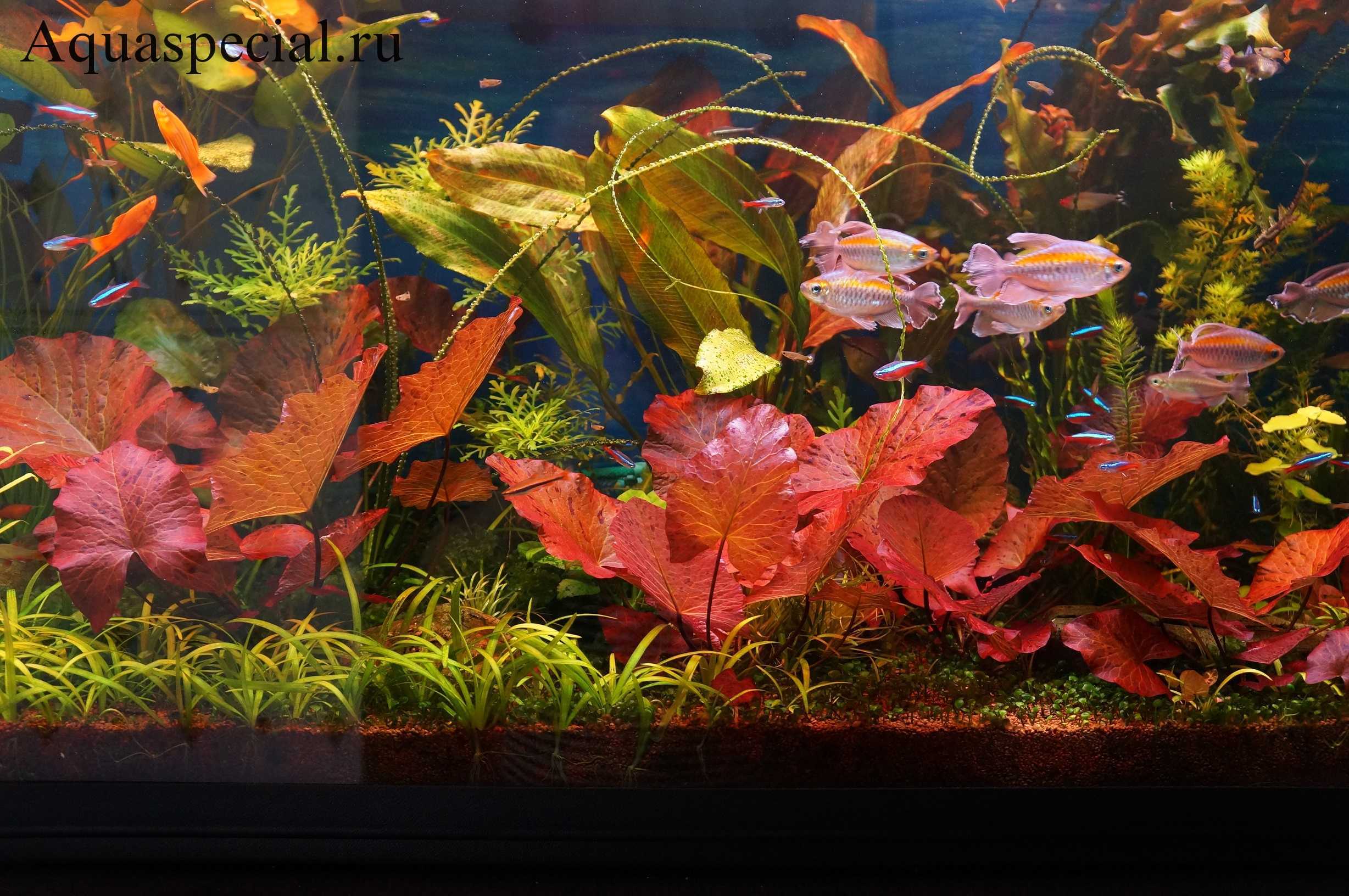 Аквариумные растения с названиями и описанием (41 фото): виды водорослей в аквариуме для начинающих, сагиттария и марсилия, кринум и лимнобиум