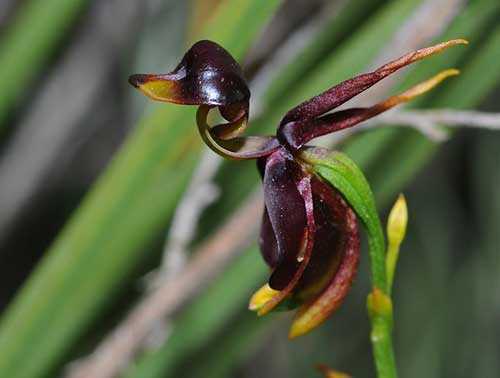 Редкие и необычные сорта орхидей — описание и фото