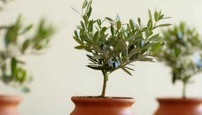 Масло чайного дерева : инструкция по применению | компетентно о здоровье на ilive