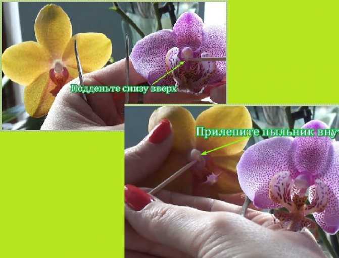 Катасетум и другие орхидеи морковки, или как получить на одном растении совершенно разные цветы