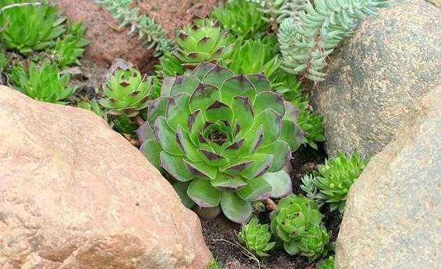 Молодило – суккулентное растение, прекрасно подходящее для украшения альпийских горок, садов и рокариев Как вырастить его из семян Как высаживать в открытый