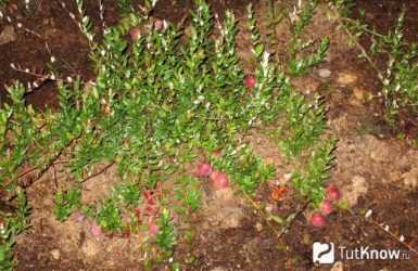 Посадка клюквы и выращивание в открытом грунте: правила ухода и размножения