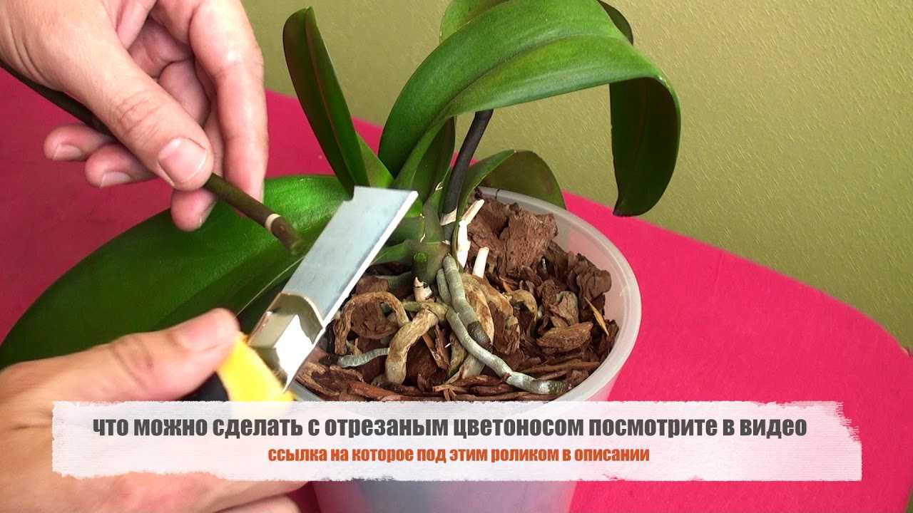 Корни орхидеи вылезли из горшка: можно ли их обрезать? что делать, если корни растут вверх или вылезают снизу?