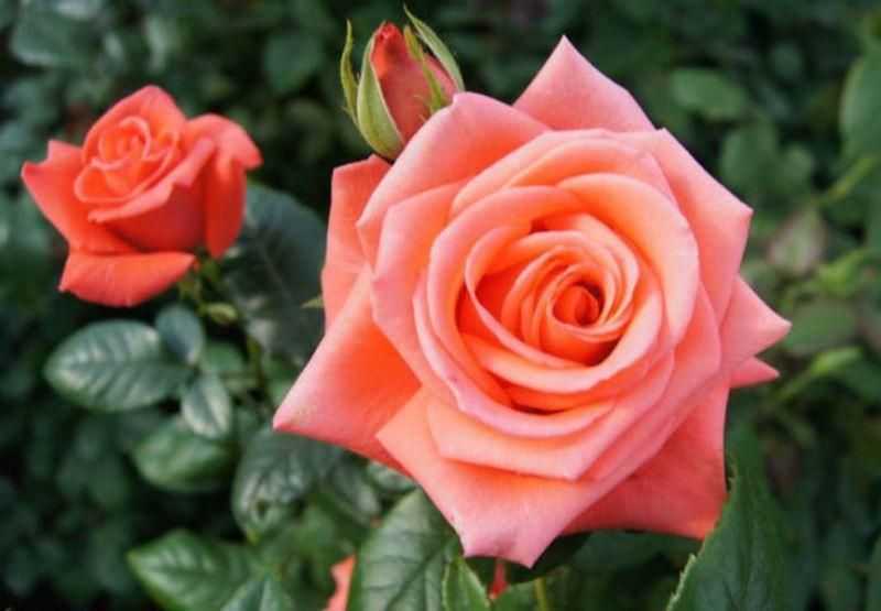 Морщинистая роза (31 фото): описание сортов «альба», «ханса» и «рубра», посадка и уход за розами, размер их кроны