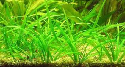Валлиснерия: особенности и виды аквариумного растения, требования к посадке и уходу за водорослями