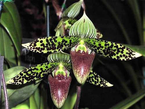Орхидея пафиопедилум или венерин башмачок — уход в домашних условиях