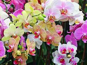 Уход за орхидеей фаленопсис в домашних условиях: где лучше ставить растение в горшке, что делать с больными и крашенными цветами - фото и видео процесса