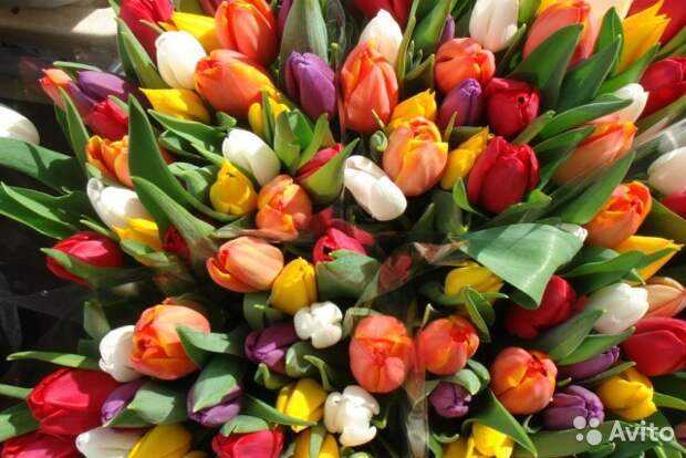 Выгонка тюльпанов к 8 марта в домашних условиях