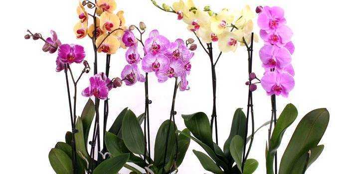 Как омолодить орхидею фаленопсис, сколько лет она обычно живет в домашних условиях, как можно обновить старое растение, что нужно делать для омоложения цветка? русский фермер