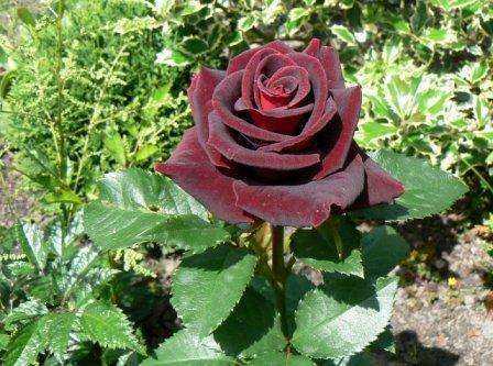 Выращивание чайно-гибридной розы сорта черная магия с темным оттенком лепестков