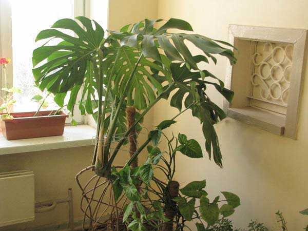 Выращивание растений семейства ароидные в домашних условиях