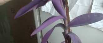 Сеткреазия пурпурная — уход в домашних условиях