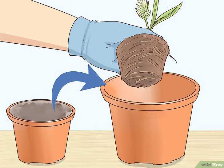 Описание и правила выращивания цветка тилландсия: освещение, температура, полив и грунт