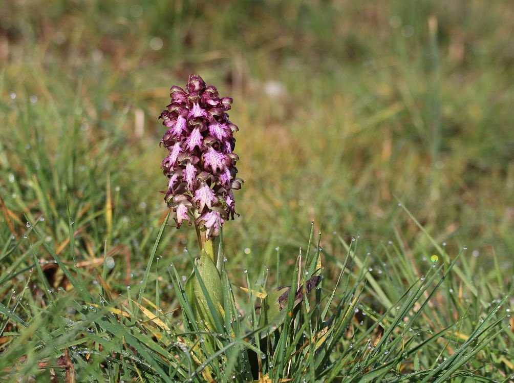 Где и как растут орхидеи в дикой природе — места обитания цветка