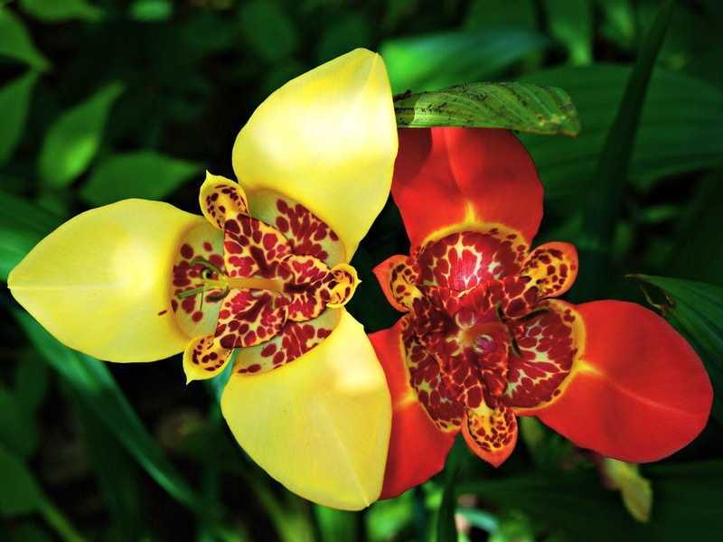 Неприхотливая луковичная культура тигридия: посадка и уход в открытом грунте, фото эффектного растения с красивыми цветами