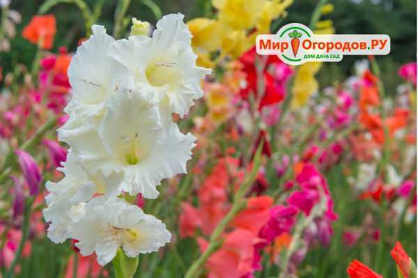 Гладиолусы великолепные цветы - описание, посадка, сорта. фото