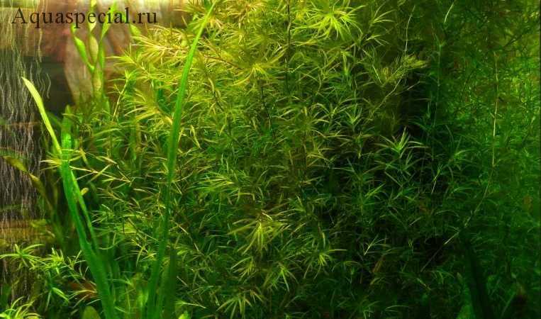 Наяс аквариумное растение содержание размножение фото. | аквариумные рыбки