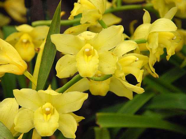 Орхидея цимбидиум (cymbidium). уход, цветение, размножение дома.