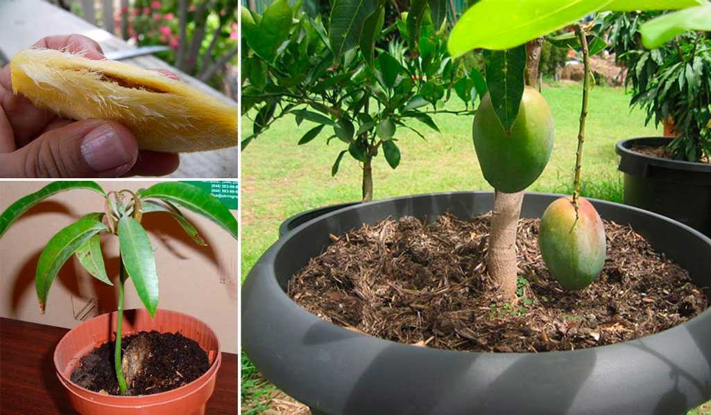 : Как вырастить манго из косточки, подготовить семена к посадке, предоставить манго должный уход и бороться с его вредителями и болезнями