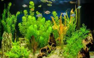 Топ неприхотливых аквариумных растений для начинающих