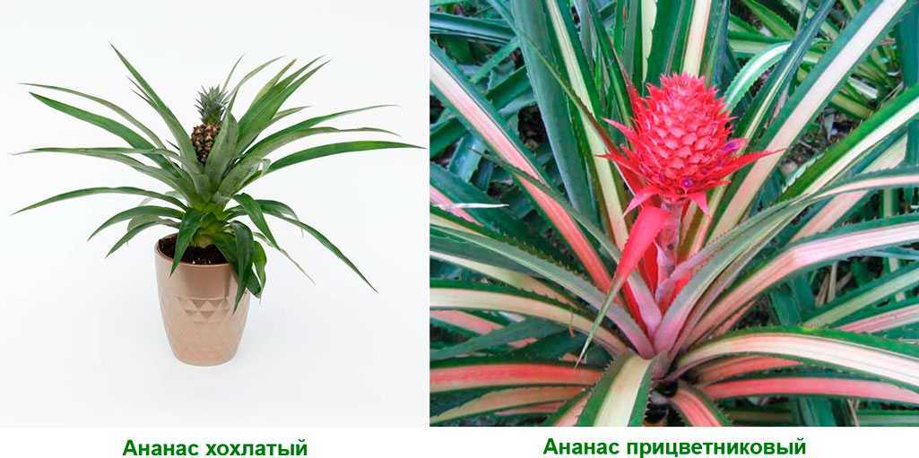 Выращивание ананаса в домашних условиях, посадка, уход и цветение