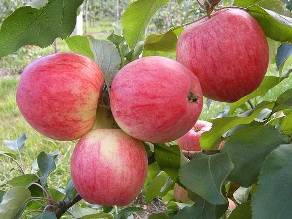Сорта колоновидных яблонь для россии – обзоры с фото, посадка и уход, когда начинают плодоносить