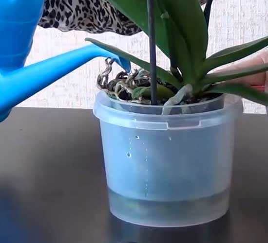 Полив орхидей в домашних условиях: 5 правил