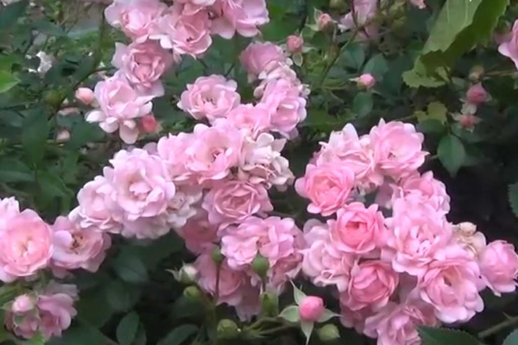 Роза хеллоу (hello) — описание шраба из серии farniente