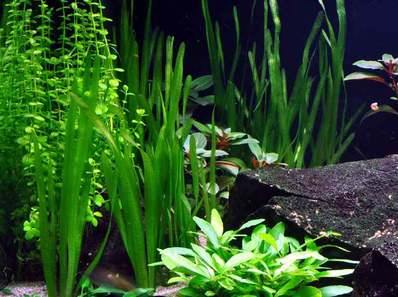 Медленный аквариум-травник: максимум удовольствия при минимуме ухода