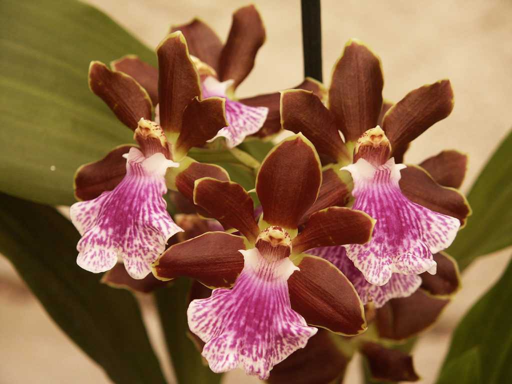 Орхидея зигопеталум. уход за зигопеталумом в домашних условиях