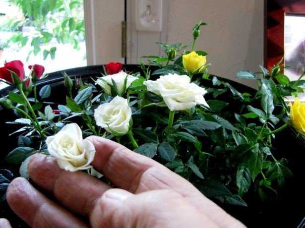 Комнатная роза – уход в домашних условиях, выбор освещения, как обрезать, пересаживать и размножать цветок
