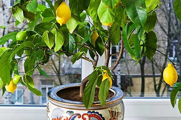 Лимон - это не только красивое дерево но и полезные плоды Как вырастить его дома, как размножить, пересадить и на что стоит обратить внимание при уходе