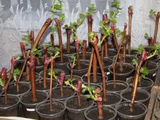 Выращивание винограда из черенков: поэтапная фото и видео инструкция выращивания в домашних условиях зимой и весной