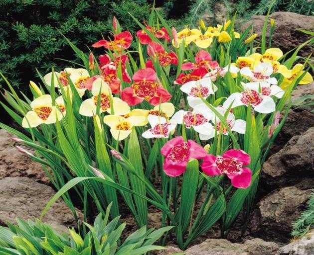 Душистый гладиолус ацидантера: фото цветов, посадка, уход и выращивание в саду
