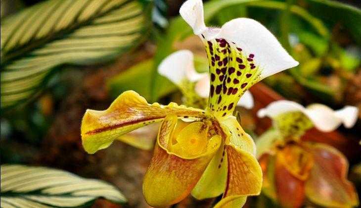 Орхидея пафиопедилум  или венерин башмачок - уход, пересадка, подкормка