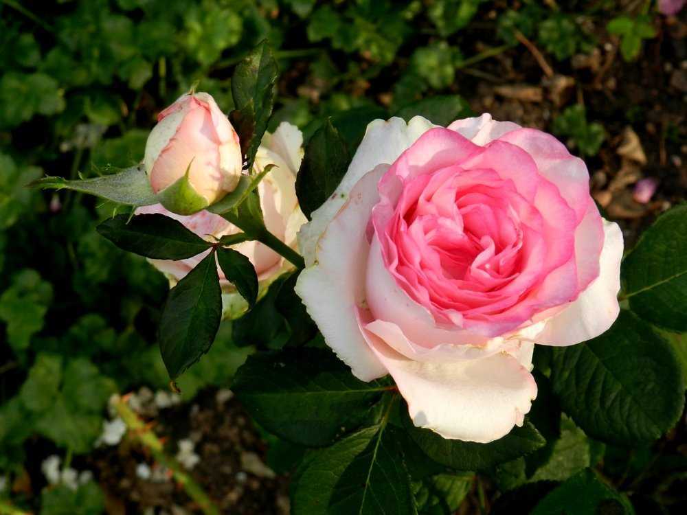 Великолепное украшение для сада: сорта чайно-гибридных роз с описанием и рекомендации по их выращиванию