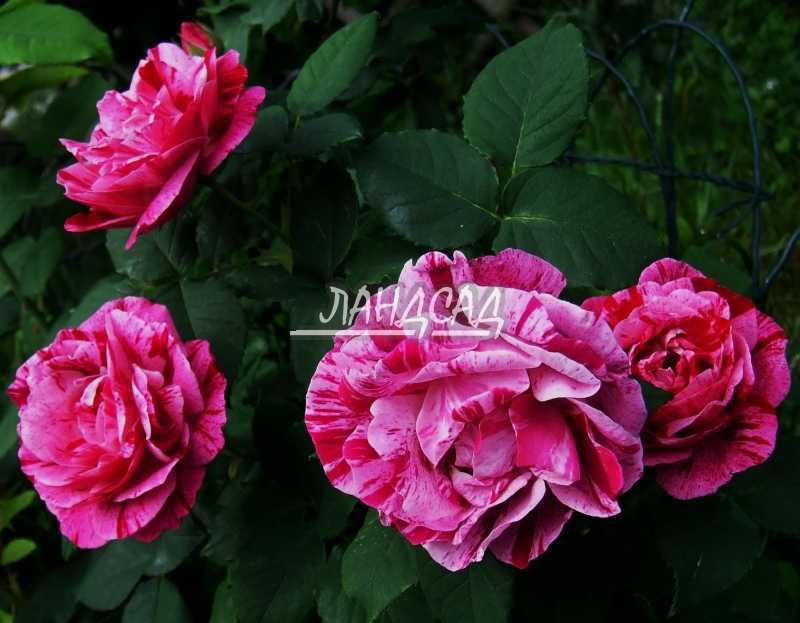 Роза парково-кустовая фердинанд пичард (ferdinand pichard) купить выгодно ✵ сады-эдема.рф – интернет магазин растений для сада